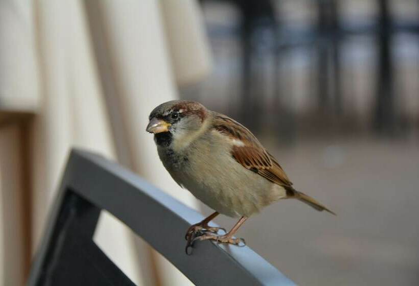 Skjerdingen Høyfjellshotell