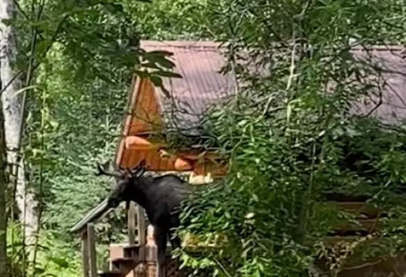 ペンション Meandering Moose Lodging