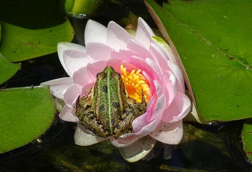 Pensão Gästehaus Biedermann