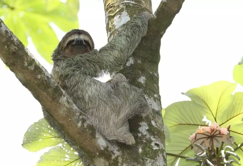 Hotelli Golden Pineapple Villas