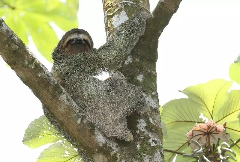 Hotelli Golden Pineapple Villas