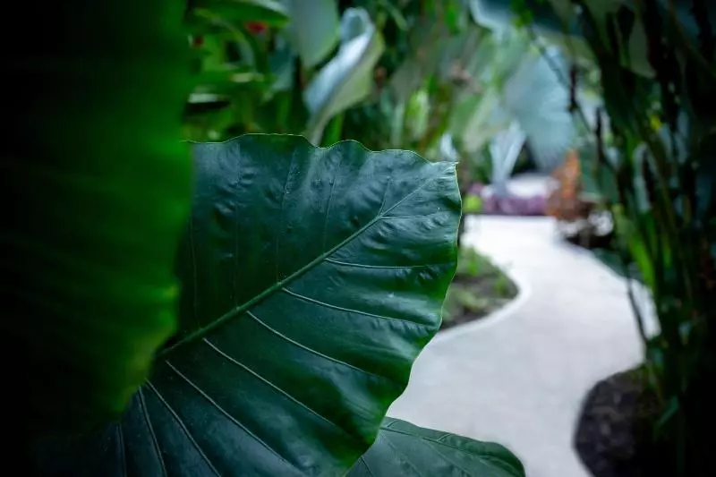 Hotelli Golden Pineapple Villas