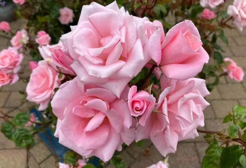 Aamiaismajoitus (B&B) Millfarm House