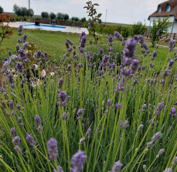 Пансион Casa De La Baltă