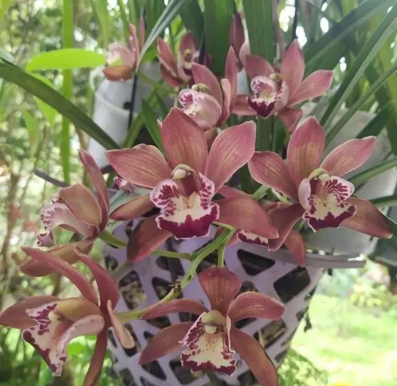 ホテル Eco Aldea Topacio
