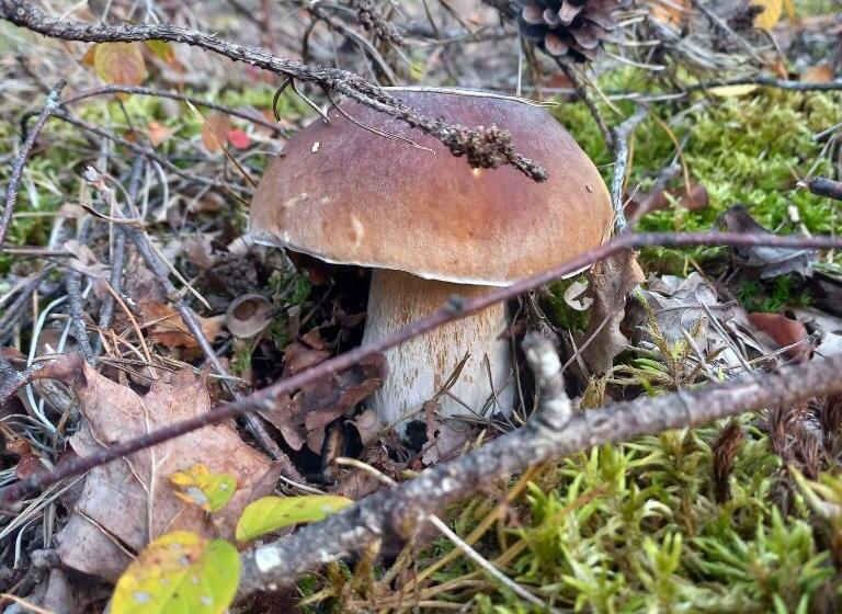 Ma Cabane Au Bord Du Lac