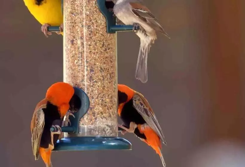 Majatalo Karoo Feels