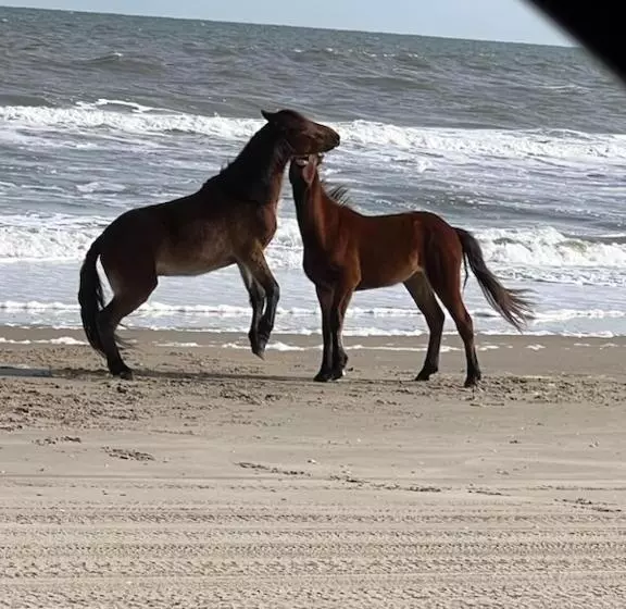 ユースホステル Wild Horse Inn