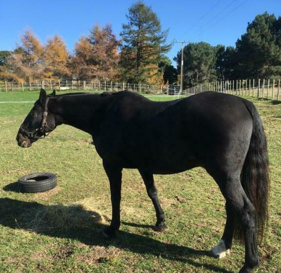 Lupin Lodge Bed & Breakfast