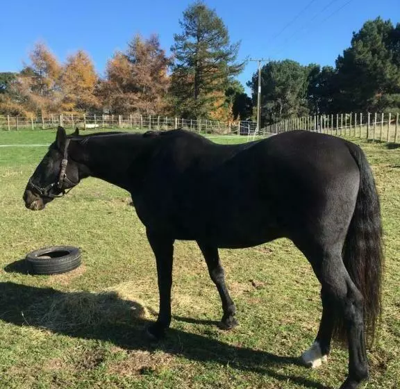Lupin Lodge Bed & Breakfast