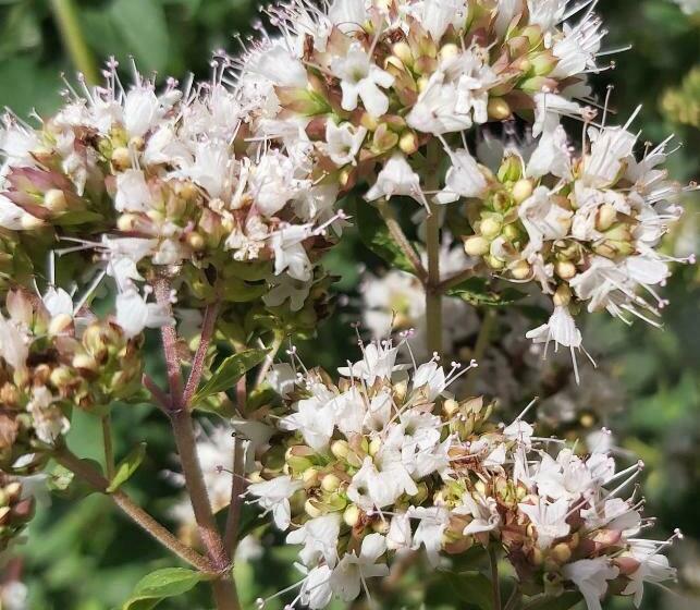 פנסיון Grand Studio Tout équipé