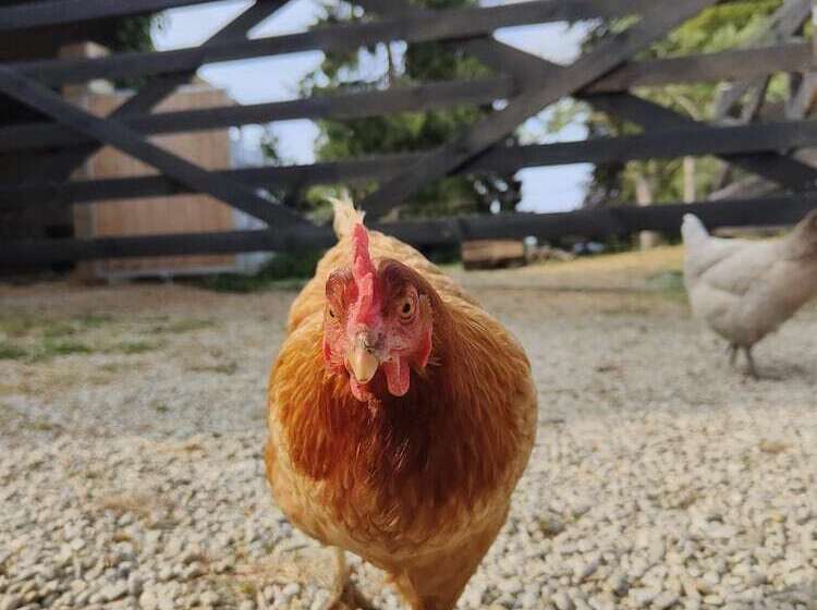 مبيت وإفطار Le Paddock   Chambres Et Table D Hôtes