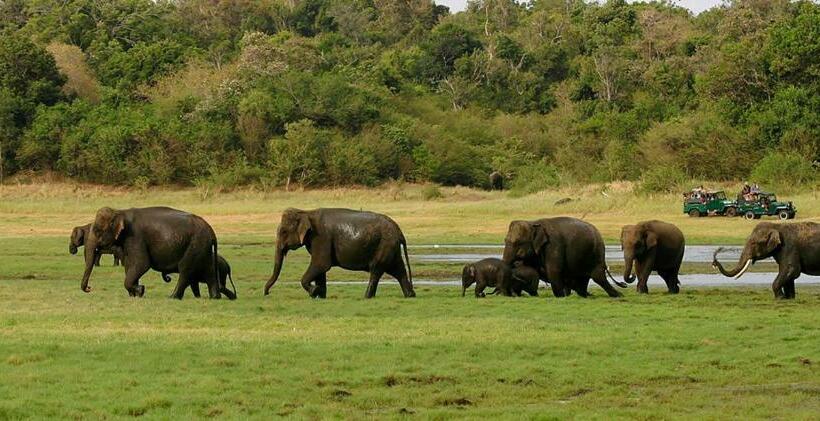 פנסיון The Treasure Habarana