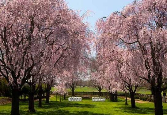 Отель Aspen Wye River Conference Center