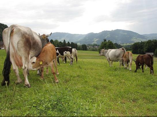 Hotel Ferienhof Metzler