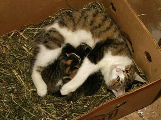 Hotel Ferienhof Metzler