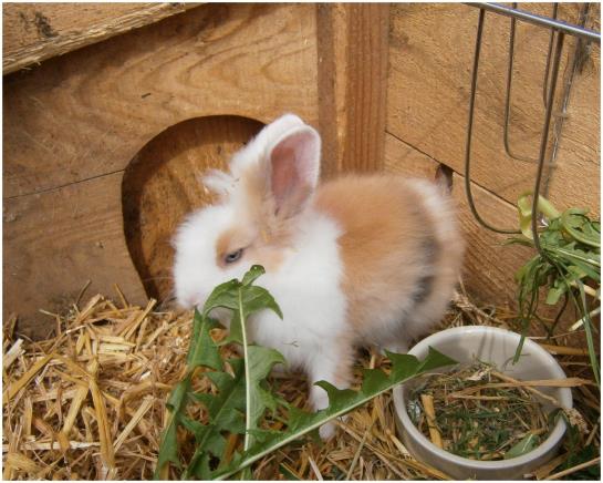 Bauernhof Bereuter Merbot