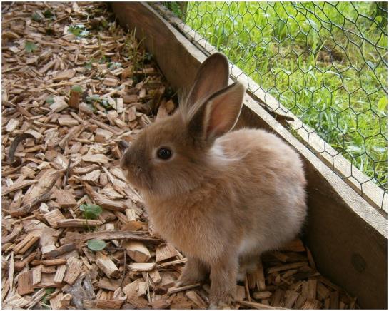 Bauernhof Bereuter Merbot