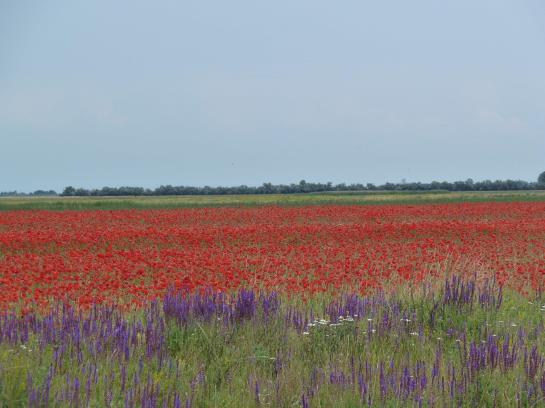 Bed and Breakfast Illmitzerhof Wohlfühlpension