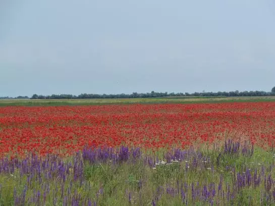 Bed and Breakfast Illmitzerhof Wohlfühlpension