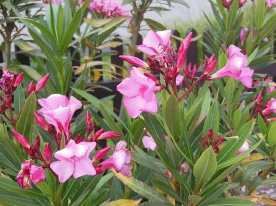 Пансион Gästehaus Fischbach