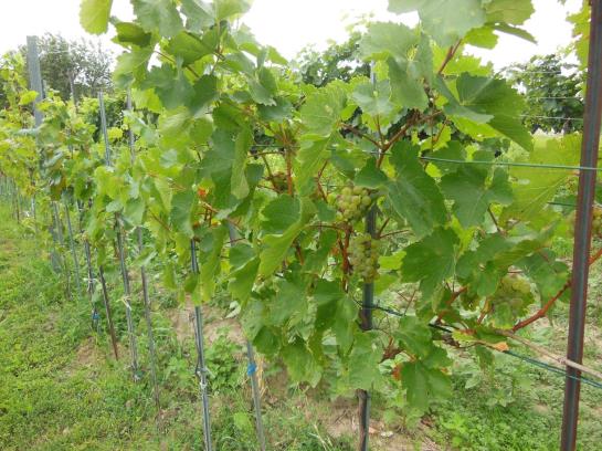 Пансион Gästehaus Fischbach