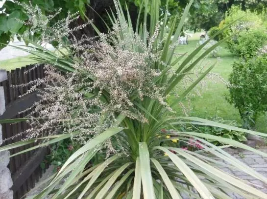 Пансион Gästehaus Fischbach