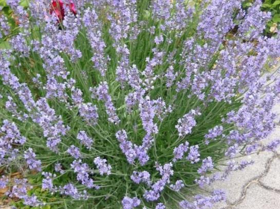 Пансион Gästehaus Fischbach