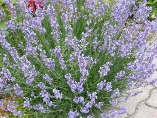 Пансион Gästehaus Fischbach