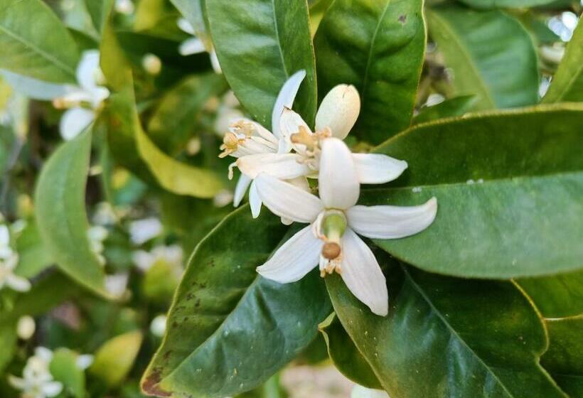 La Casa Degli Aranci