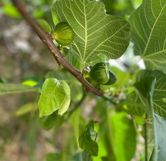 펜션 Palacete Encanto Maior