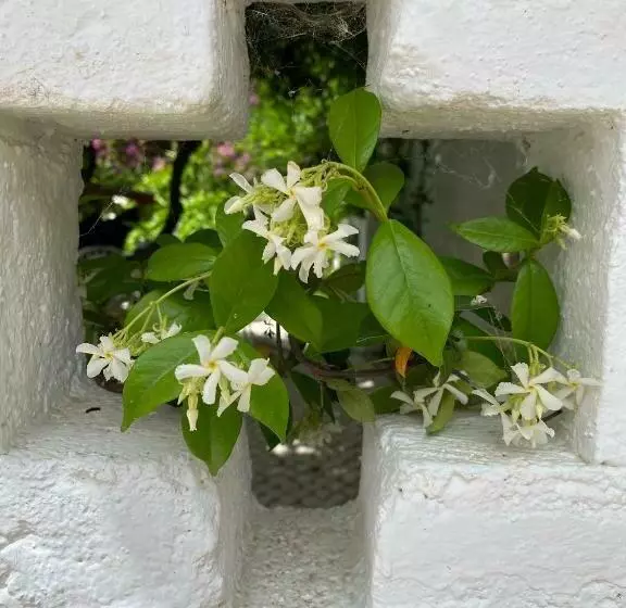 ペンション Palacete Encanto Maior