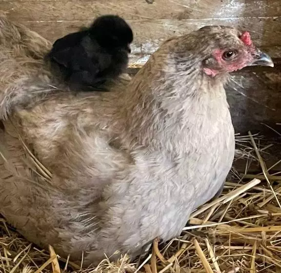 River Gardens Axedale Pet Friendly Farmstay B&b