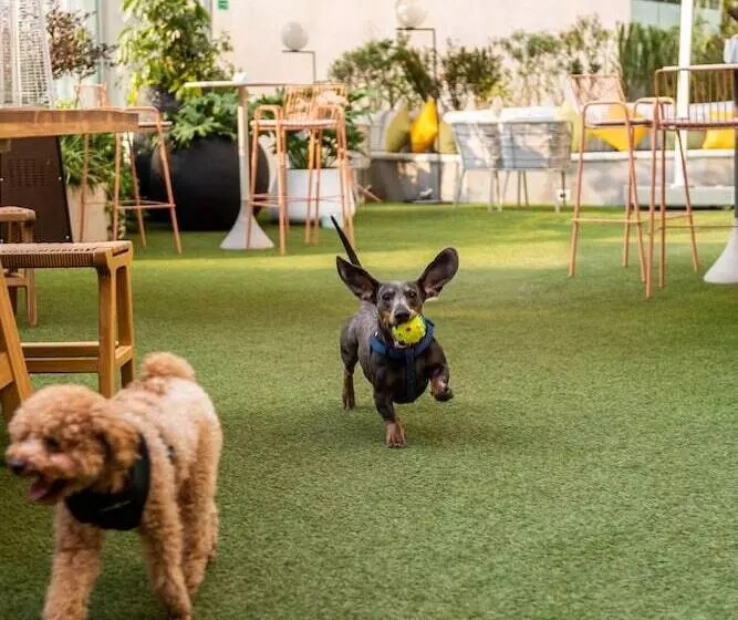 Hotelli Andaz Condesa Mexico City, By Hyatt