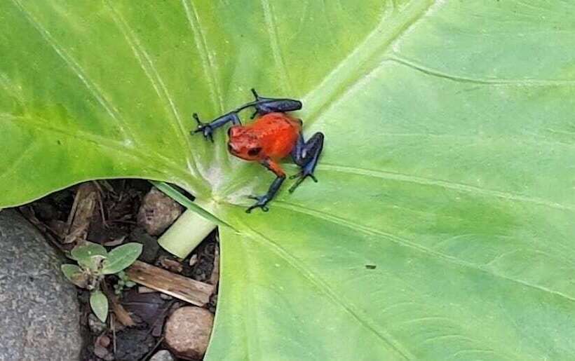 酒店 Jardines Arenal