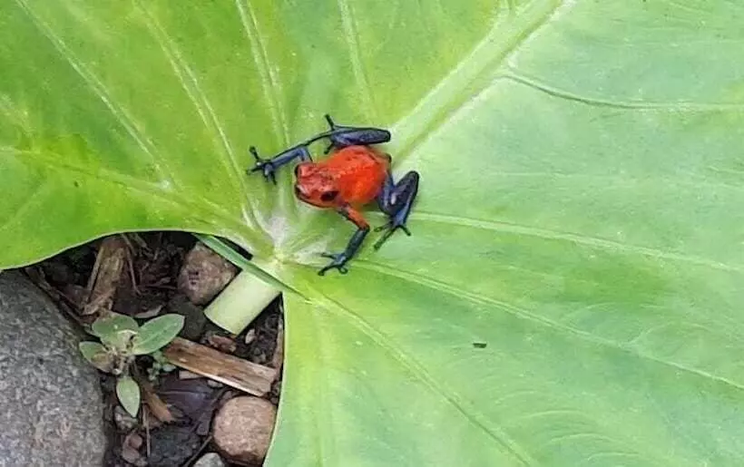 هتل Jardines Arenal