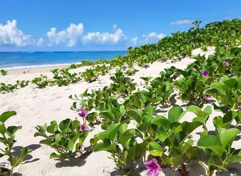 Majatalo Coco Pontall Bangalôs