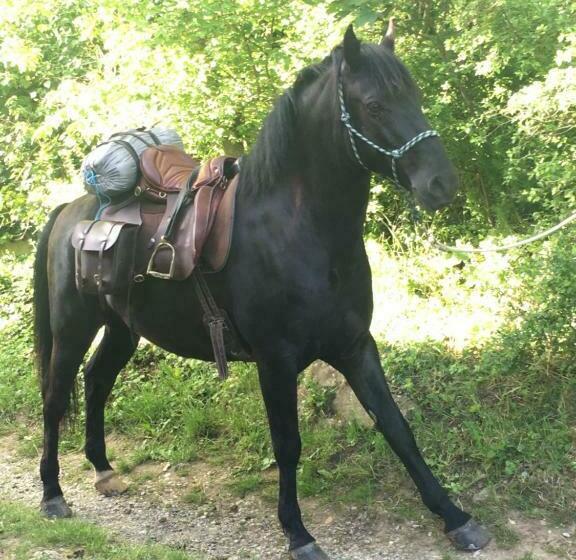 ベッドアンドブレックファースト Gîte De La Bastide   Cabania Pays Cathare