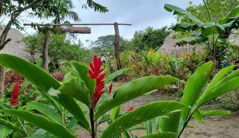 ユースホステル Hostal Zirumake Dentro Del Parque Tayrona