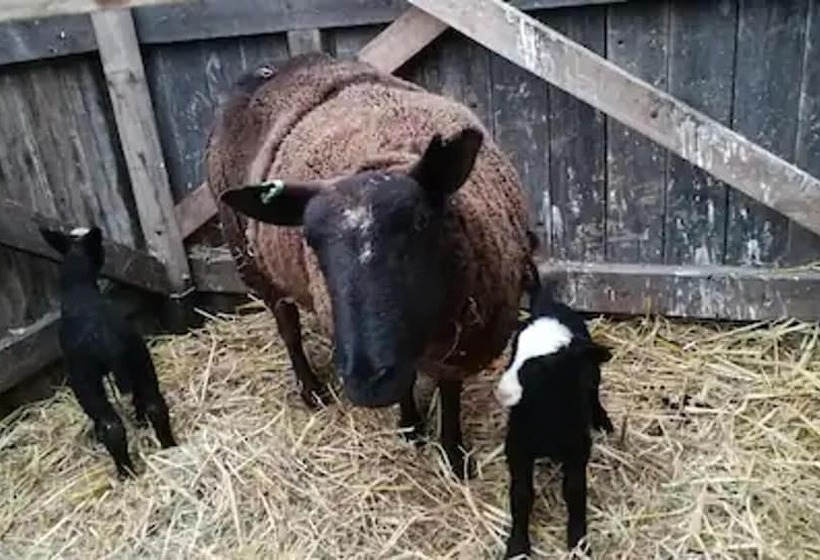 Peaceful Cabin Retreat In Skegby