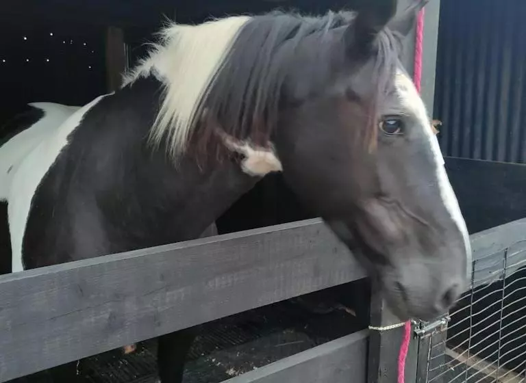 Peaceful Cabin Retreat In Skegby