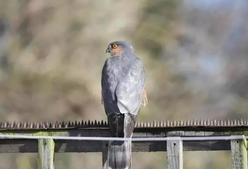 Peaceful Cabin Retreat In Skegby