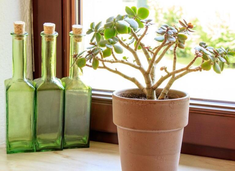 住宿加早餐  Pension Alte Mühle