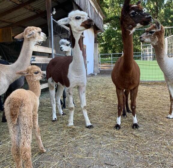 Bernstein Motel Marchegg