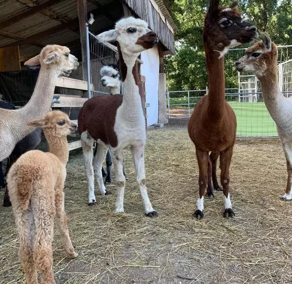 Bernstein Motel Marchegg