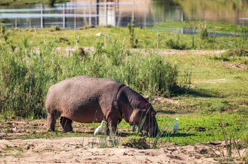 호텔 Buckler S Africa Lodge Kruger Park