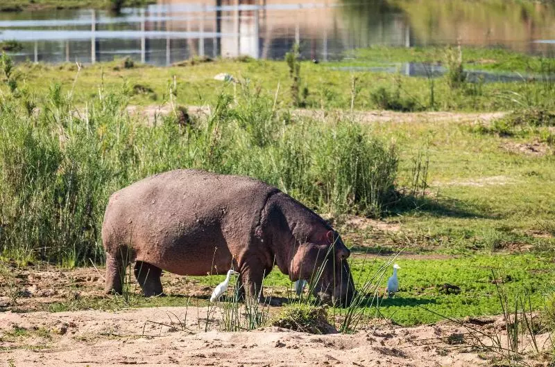 בית מלון כפרי Buckler S Africa Lodge Kruger Park
