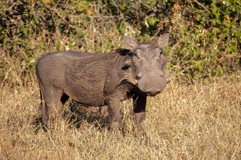 호텔 Buckler S Africa Lodge Kruger Park