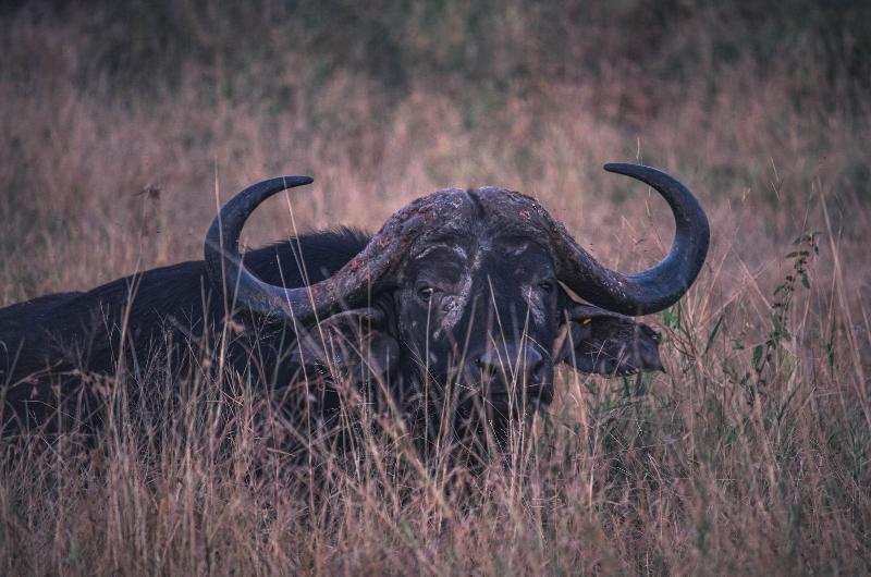 호텔 Buckler S Africa Lodge Kruger Park