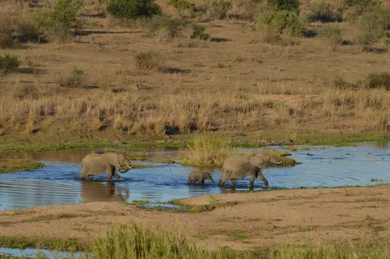 בית מלון כפרי Buckler S Africa Lodge Kruger Park